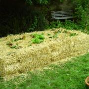 nouveau carré potager4-